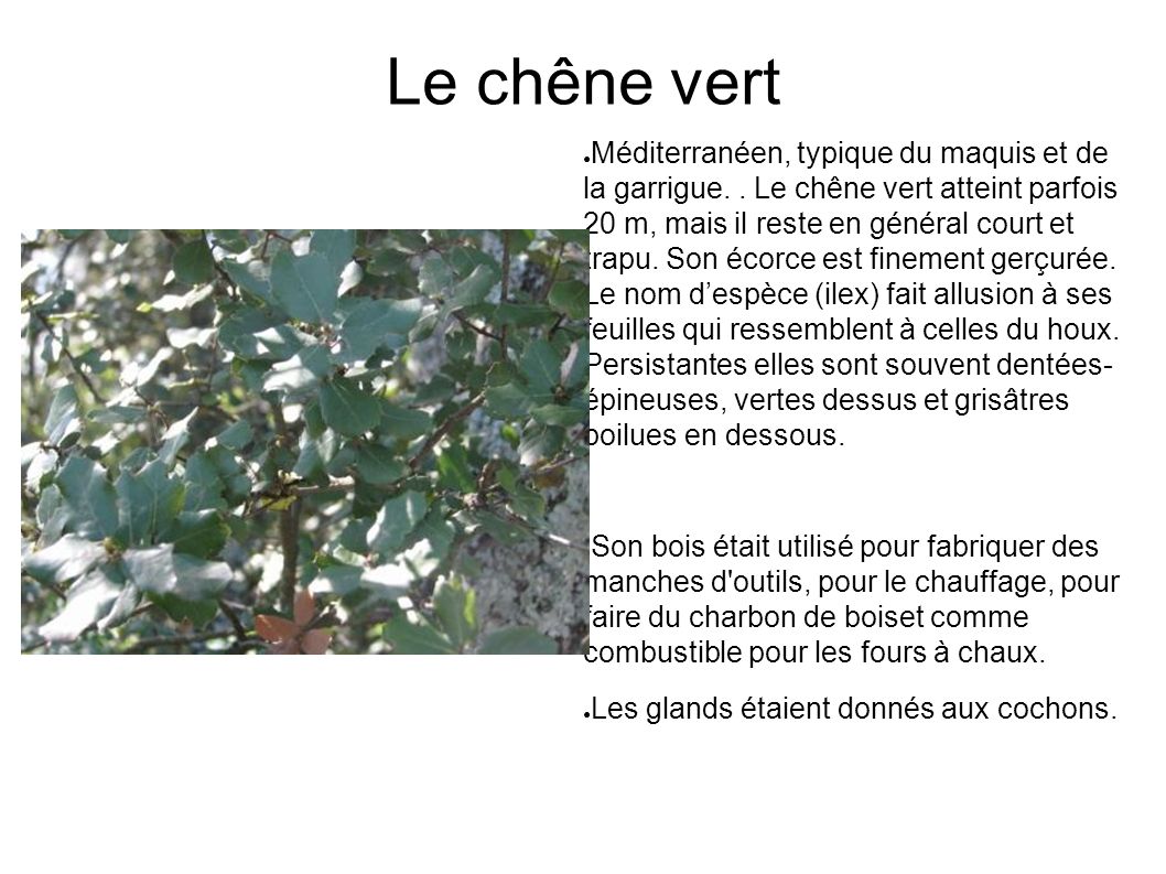 Le chêne vert ● Méditerranéen, typique du maquis et de la garrigue..