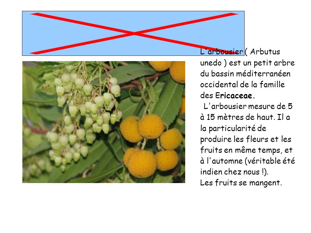 L arbousier ( Arbutus unedo ) est un petit arbre du bassin méditerranéen occidental de la famille des Ericaceae.