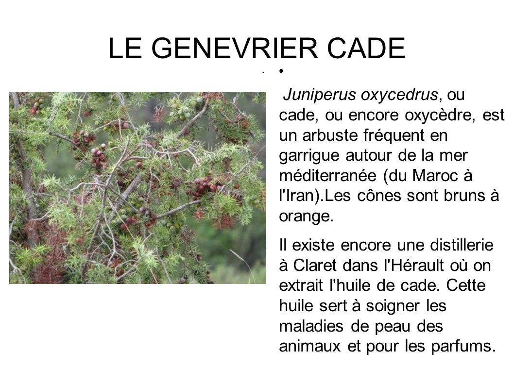 LE GENEVRIER CADE ● ● Juniperus oxycedrus, ou cade, ou encore oxycèdre, est un arbuste fréquent en garrigue autour de la mer méditerranée (du Maroc à l Iran).Les cônes sont bruns à orange.