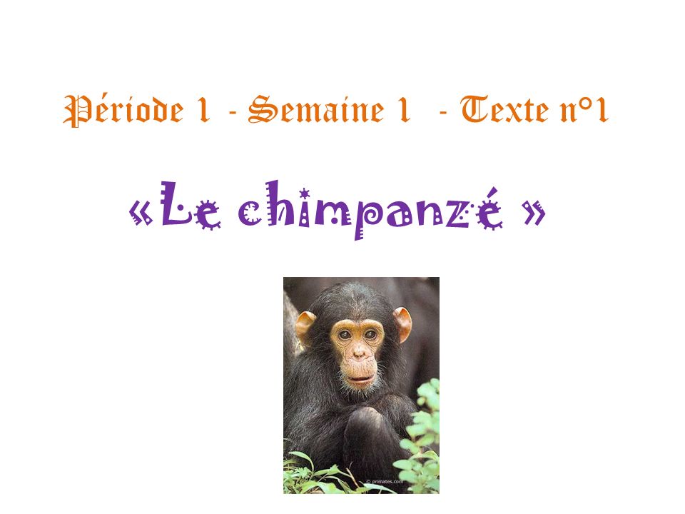 Période 1 - Semaine 1 - Texte n°1 «Le chimpanzé »