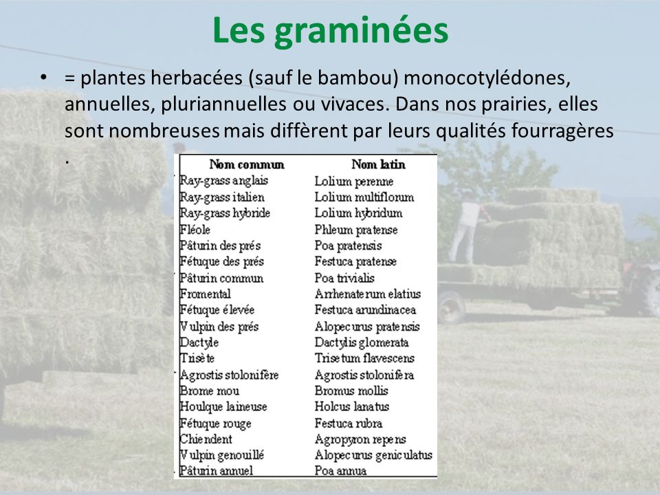 Les graminées = plantes herbacées (sauf le bambou) monocotylédones, annuelles, pluriannuelles ou vivaces.