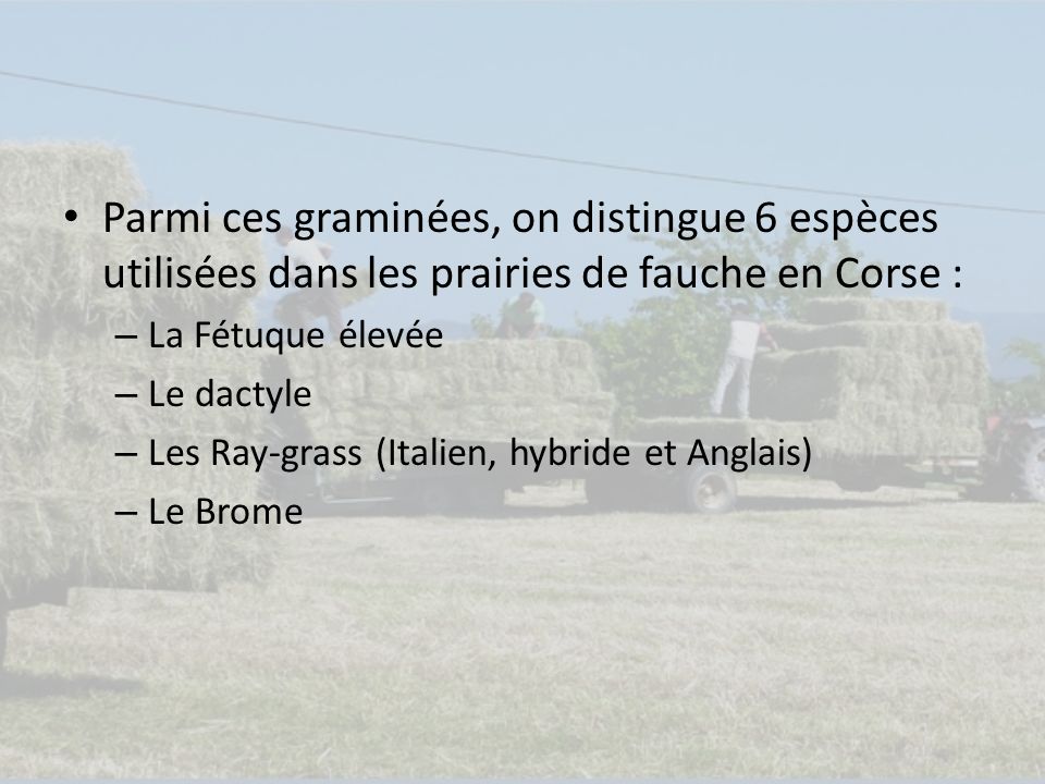 Parmi ces graminées, on distingue 6 espèces utilisées dans les prairies de fauche en Corse : – La Fétuque élevée – Le dactyle – Les Ray-grass (Italien, hybride et Anglais) – Le Brome