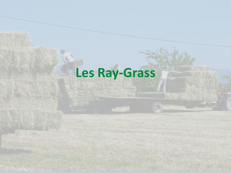 Les Ray-Grass