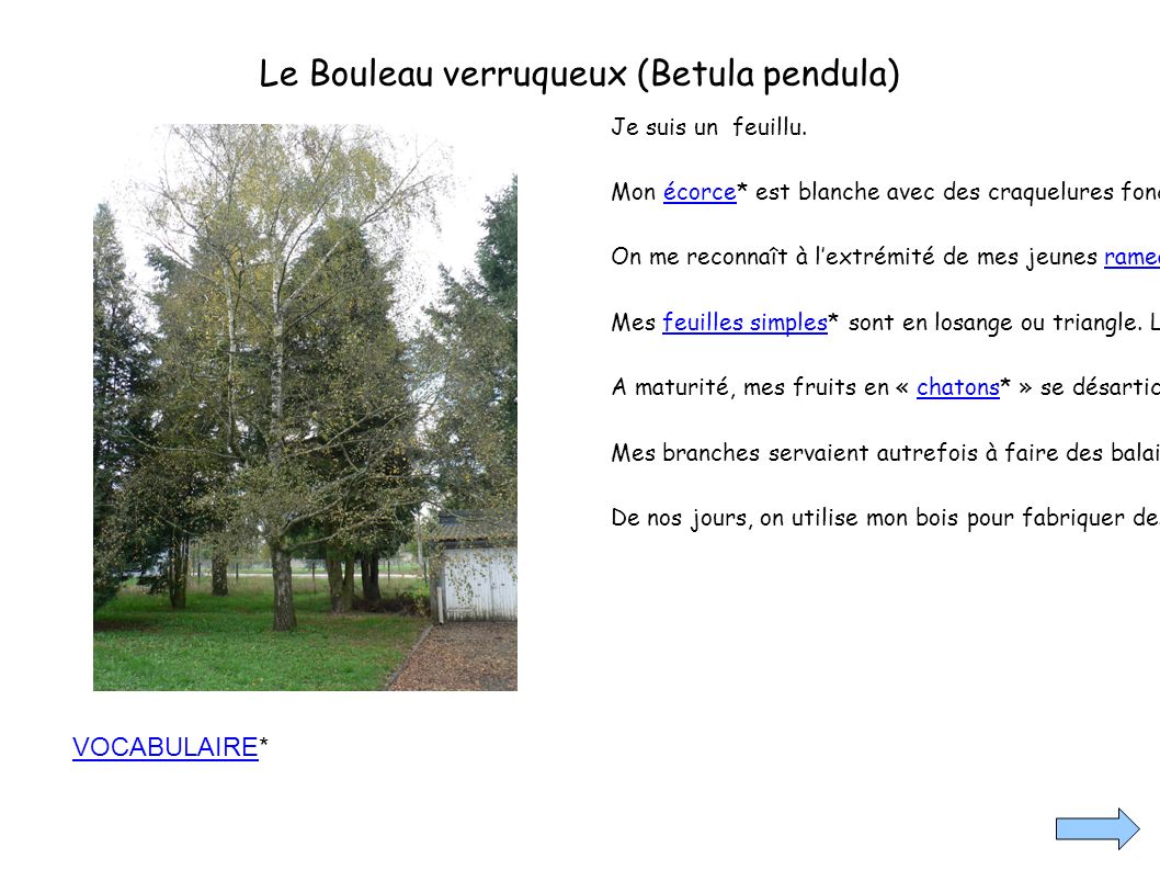 Le Bouleau verruqueux (Betula pendula) Je suis un feuillu.