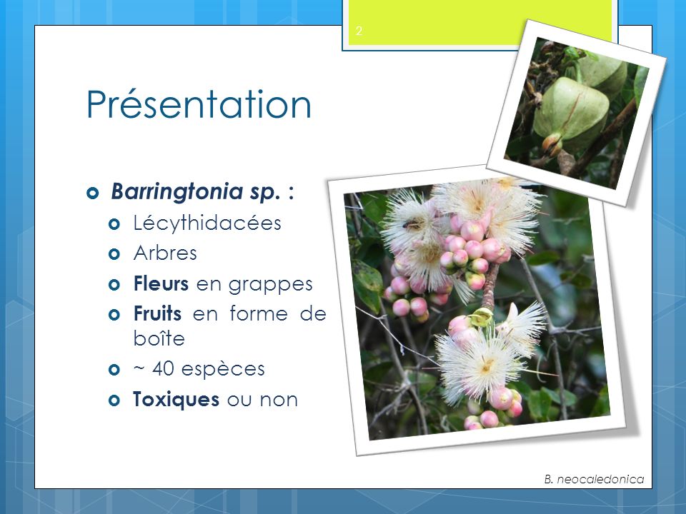 Présentation 2  Barringtonia sp.