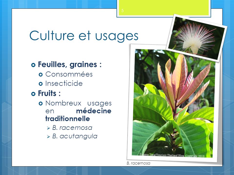 Culture et usages 5  Feuilles, graines :  Consommées  Insecticide  Fruits :  Nombreux usages en médecine traditionnelle  B.
