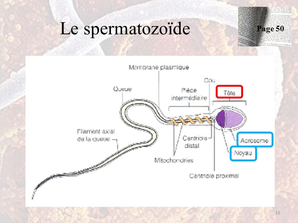 Le spermatozoïde 15 Page 50