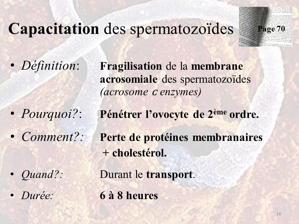 Capacitation des spermatozoïdes Définition: Fragilisation de la membrane acrosomiale des spermatozoïdes (acrosome enzymes) Pourquoi : Pénétrer l’ovocyte de 2 ème ordre.