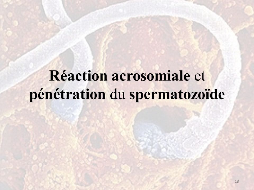 Réaction acrosomiale et pénétration du spermatozoïde 18