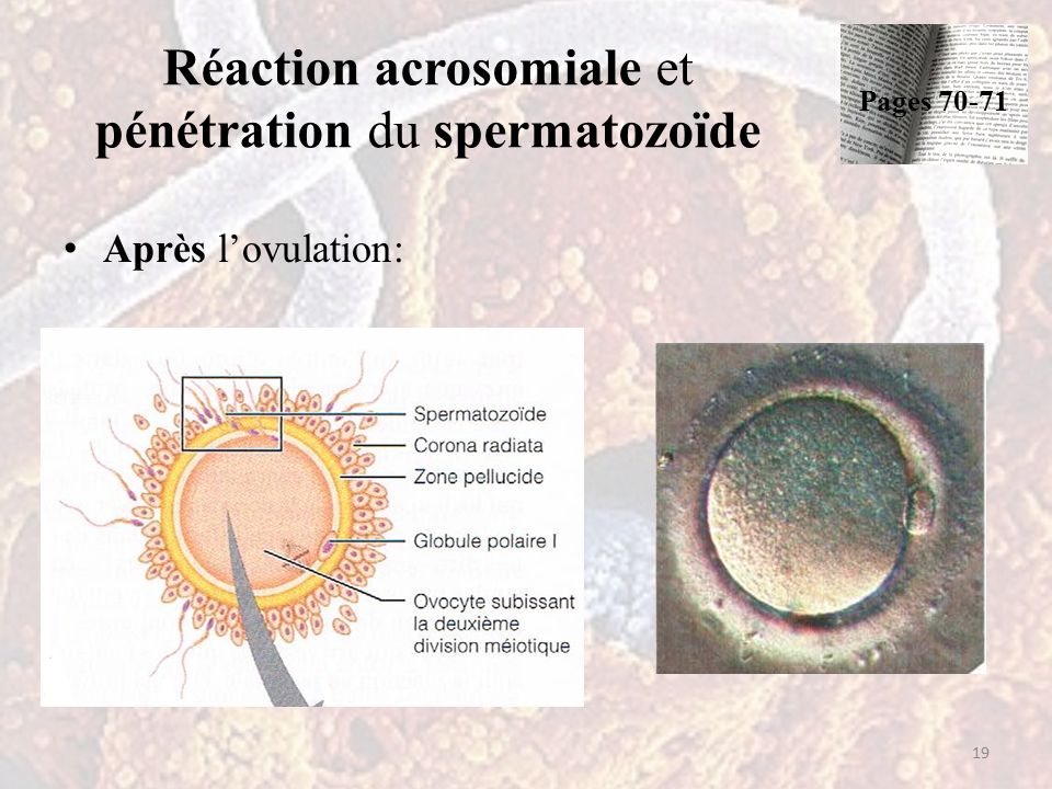 Réaction acrosomiale et pénétration du spermatozoïde Après l’ovulation: 19 Pages 70-71