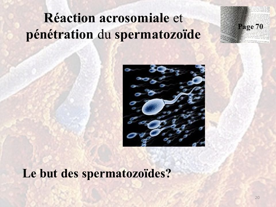 Réaction acrosomiale et pénétration du spermatozoïde Le but des spermatozoïdes 20 Page 70