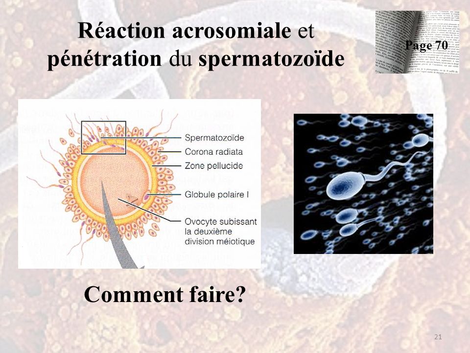 Réaction acrosomiale et pénétration du spermatozoïde Comment faire 21 Page 70