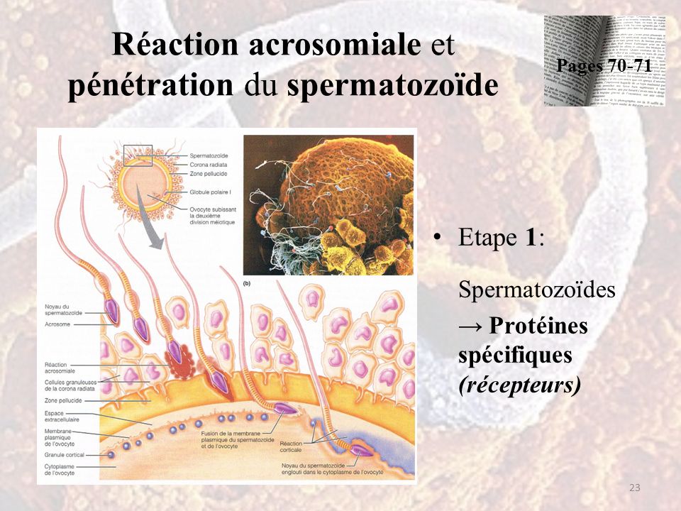 Réaction acrosomiale et pénétration du spermatozoïde Etape 1: Spermatozoïdes → Protéines spécifiques (récepteurs) 23 Pages 70-71