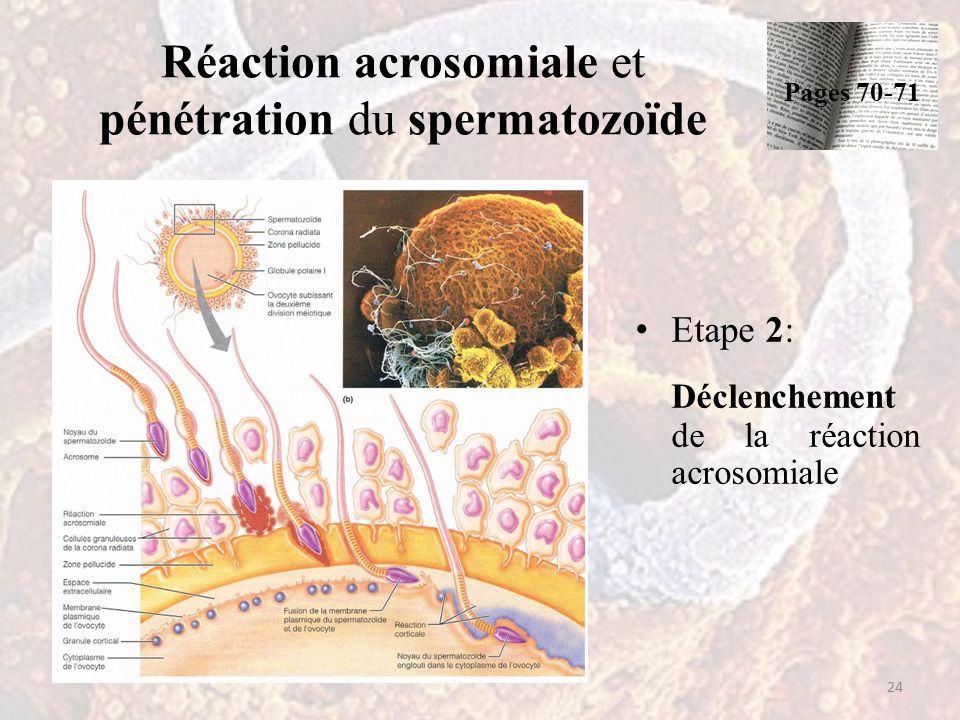 Réaction acrosomiale et pénétration du spermatozoïde Etape 2: Déclenchement de la réaction acrosomiale 24 Pages 70-71