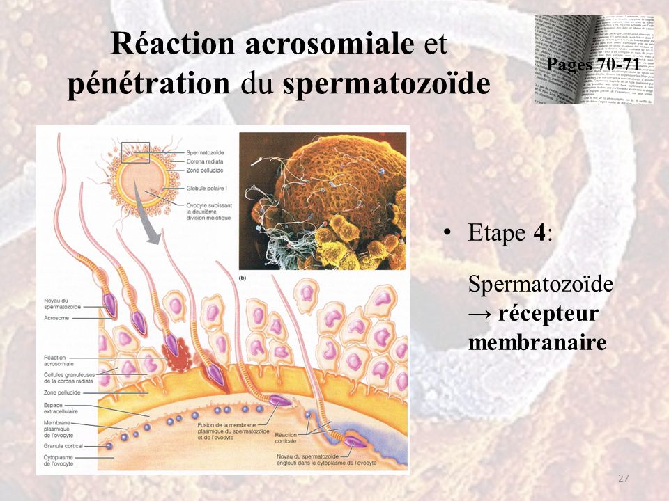 Réaction acrosomiale et pénétration du spermatozoïde Etape 4: Spermatozoïde → récepteur membranaire 27 Pages 70-71