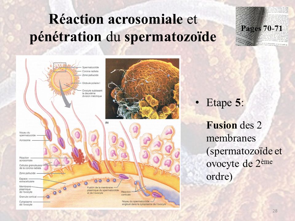 Réaction acrosomiale et pénétration du spermatozoïde Etape 5: Fusion des 2 membranes (spermatozoïde et ovocyte de 2 ème ordre) 28 Pages 70-71