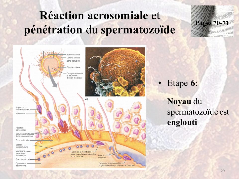 Réaction acrosomiale et pénétration du spermatozoïde Etape 6: Noyau du spermatozoïde est englouti 29 Pages 70-71