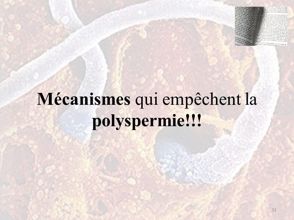 31 Mécanismes qui empêchent la polyspermie!!!