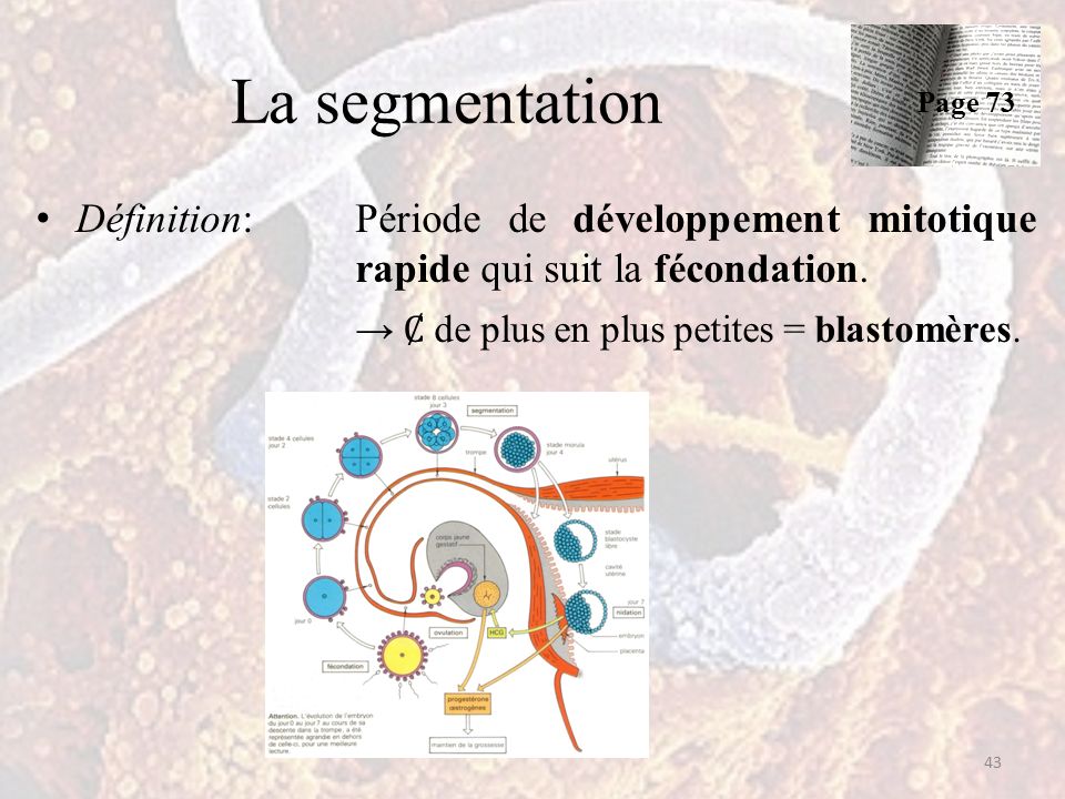 La segmentation Définition:Période de développement mitotique rapide qui suit la fécondation.