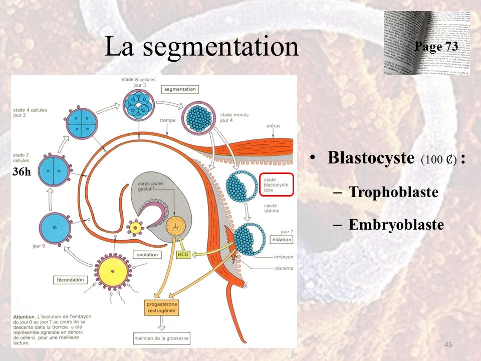 La segmentation Blastocyste (100 ) : – Trophoblaste – Embryoblaste 45 Page 73 36h