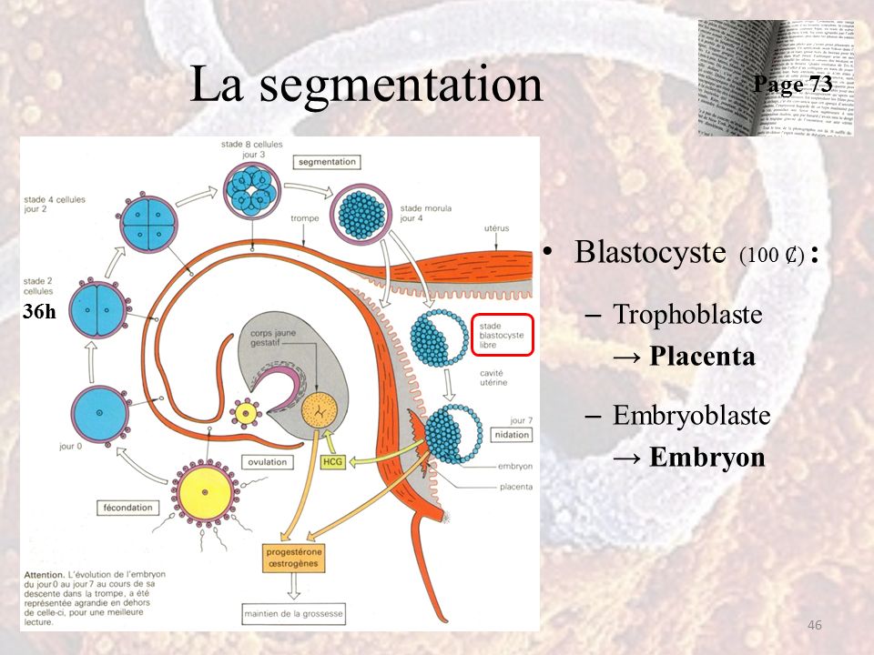 La segmentation Blastocyste (100 ) : – Trophoblaste → Placenta – Embryoblaste → Embryon 46 Page 73 36h