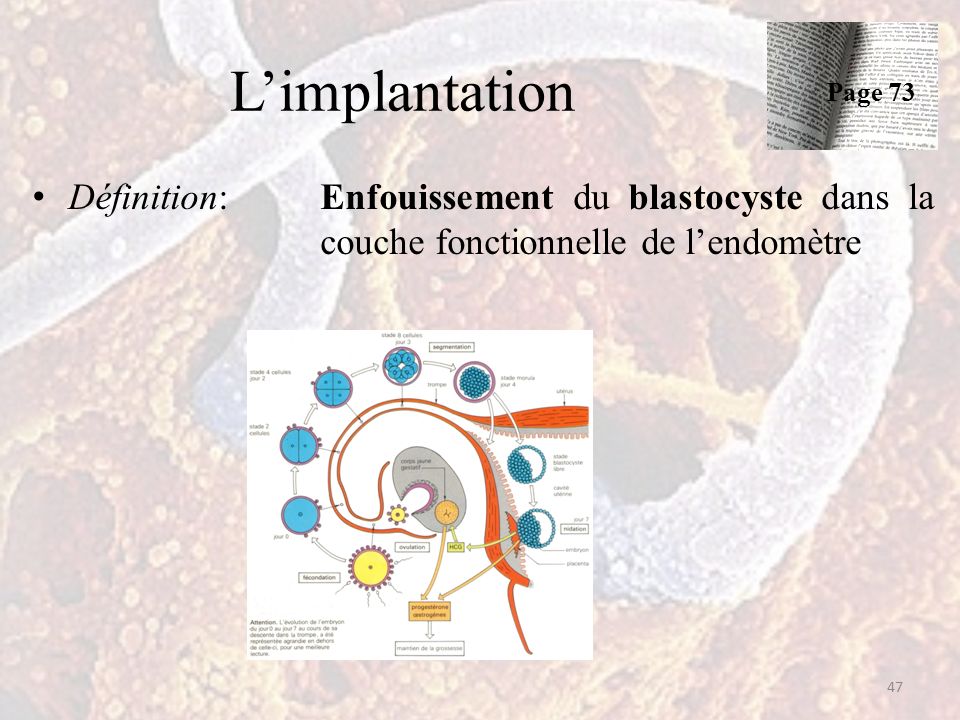 L’implantation Définition:Enfouissement du blastocyste dans la couche fonctionnelle de l’endomètre 47 Page 73
