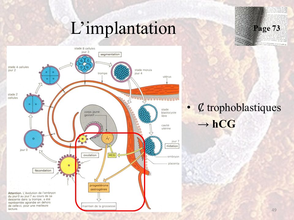 L’implantation trophoblastiques → hCG 49 Page 73