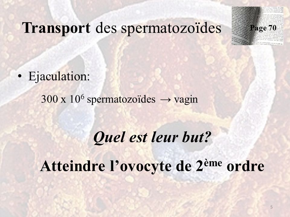 Transport des spermatozoïdes Ejaculation: 300 x 10 6 spermatozoïdes → vagin Quel est leur but.