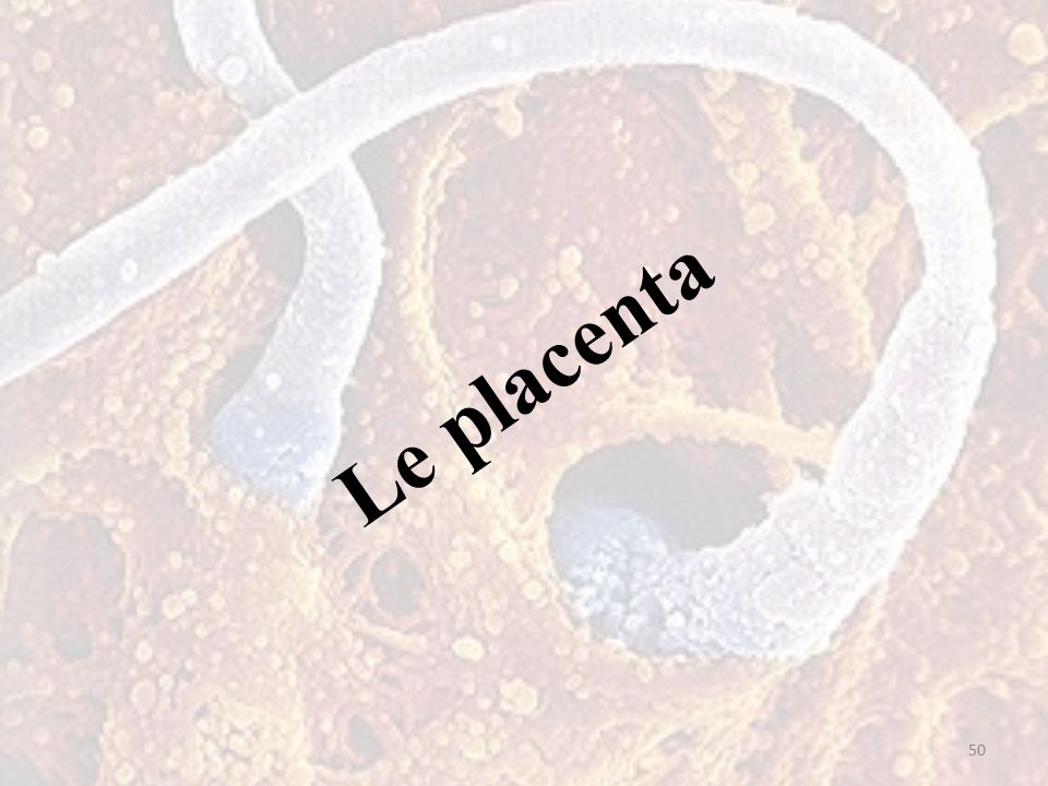 Le placenta 50