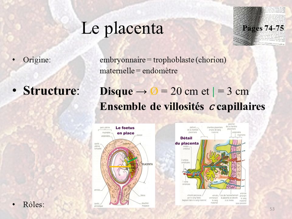 Le placenta Origine: embryonnaire = trophoblaste (chorion) maternelle = endomètre Structure: Disque → Ø = 20 cm et | = 3 cm Ensemble de villosités capillaires Rôles: 53 Pages 74-75