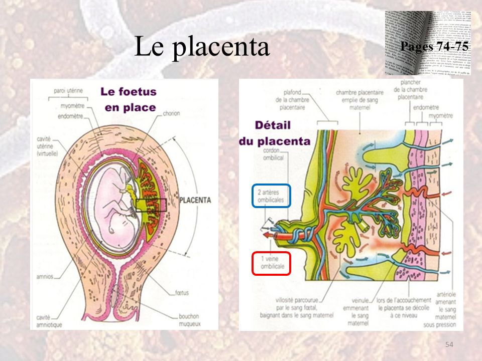Le placenta 54 Pages 74-75