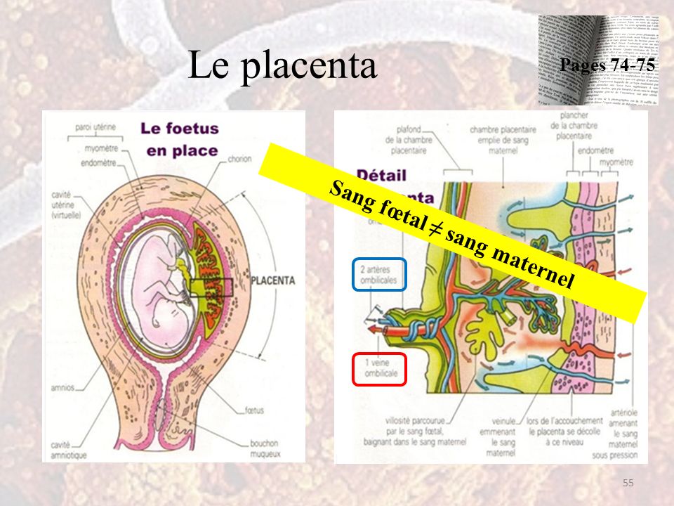 Le placenta 55 Sang fœtal ≠ sang maternel Pages 74-75