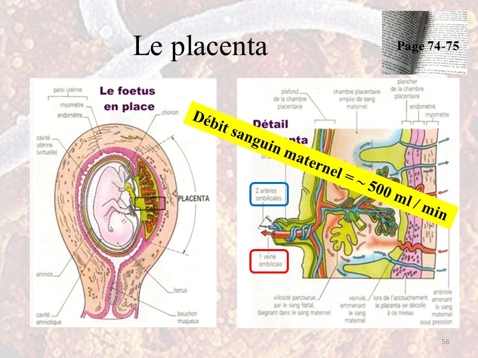 Le placenta 56 Débit sanguin maternel = ~ 500 ml / min Page 74-75