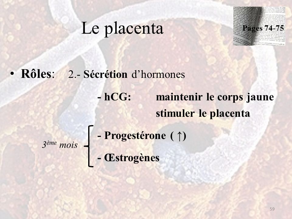 Le placenta Rôles: 2.- Sécrétion d’hormones - hCG: maintenir le corps jaune stimuler le placenta - Progestérone ( ↑) - Œstrogènes 59 Pages ème mois