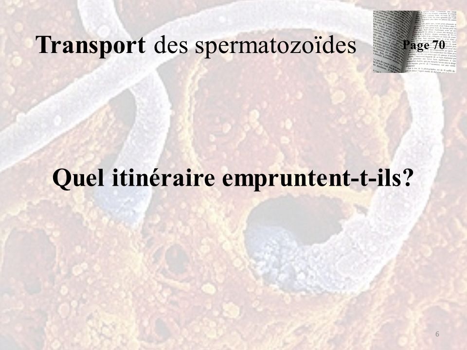 Transport des spermatozoïdes Quel itinéraire empruntent-t-ils Page 70 6