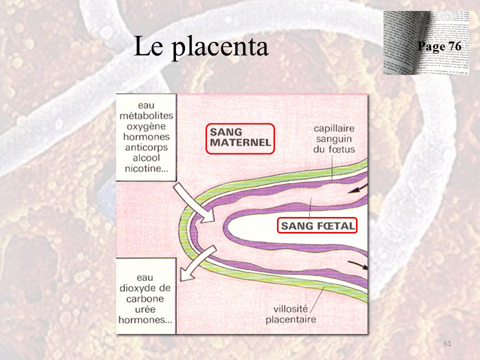 Le placenta 61 Page 76