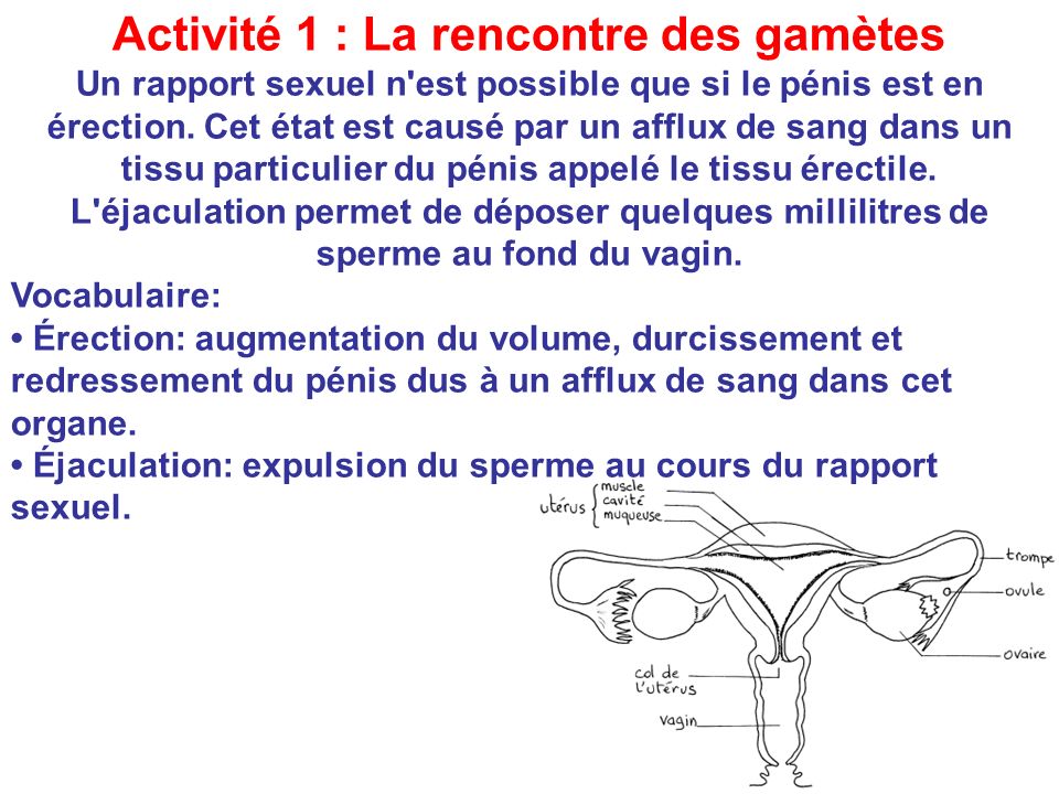 Activité 1 : La rencontre des gamètes Un rapport sexuel n est possible que si le pénis est en érection.