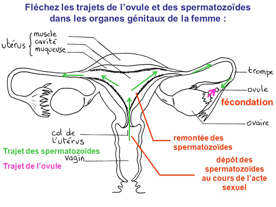 Fléchez les trajets de l’ovule et des spermatozoïdes dans les organes génitaux de la femme : dépôt des spermatozoïdes au cours de l’acte sexuel remontée des spermatozoïdes fécondation Trajet des spermatozoïdes Trajet de l’ovule