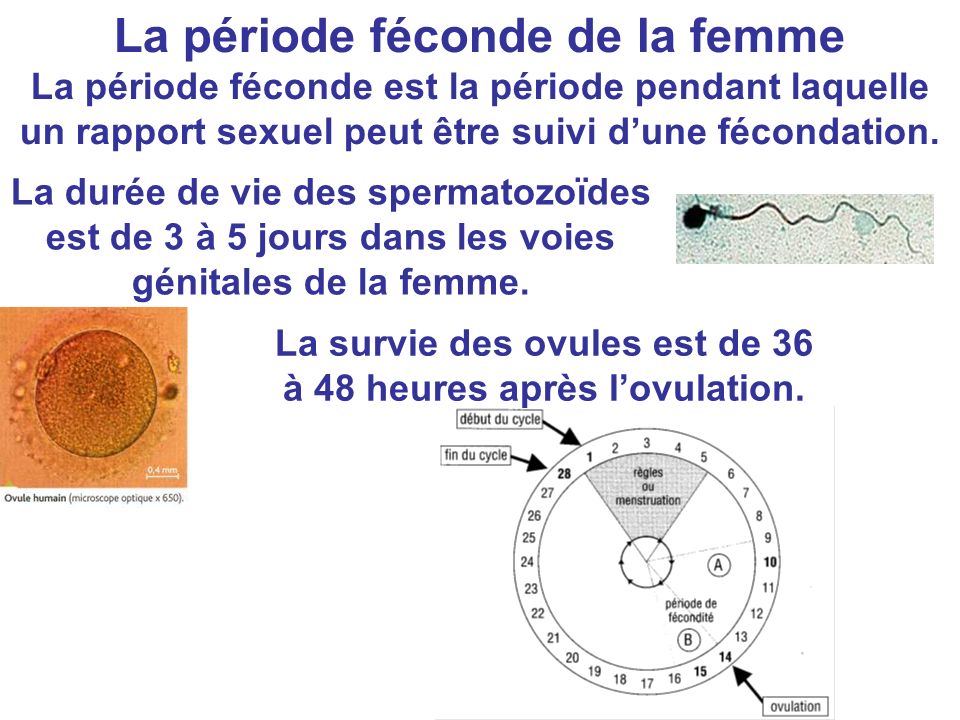 La période féconde de la femme La période féconde est la période pendant laquelle un rapport sexuel peut être suivi d’une fécondation.