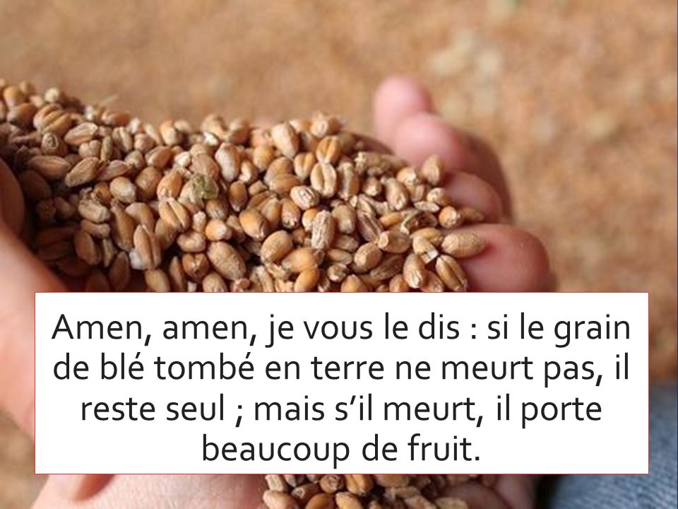 Amen, amen, je vous le dis : si le grain de blé tombé en terre ne meurt pas, il reste seul ; mais s’il meurt, il porte beaucoup de fruit.