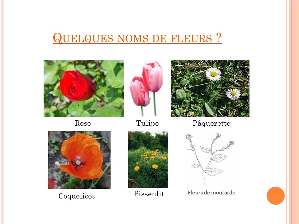 Q UELQUES NOMS DE FLEURS RosePâqueretteTulipe Coquelicot Fleurs de moutarde Pissenlit