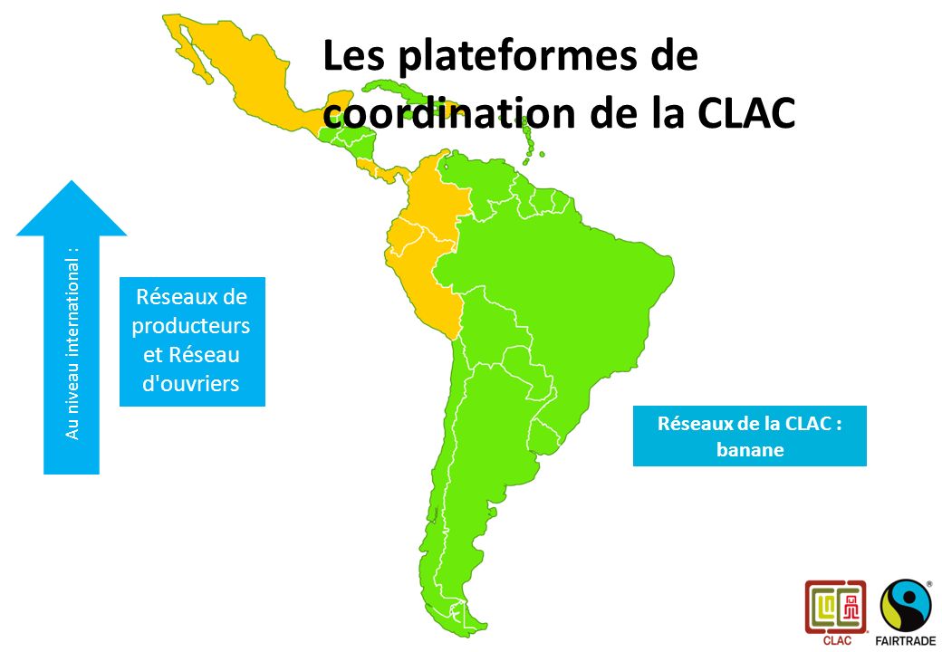Les plateformes de la CLAC Au niveau international : Réseaux de producteurs et Réseau d ouvriers Réseaux de la CLAC : banane Les plateformes de coordination de la CLAC
