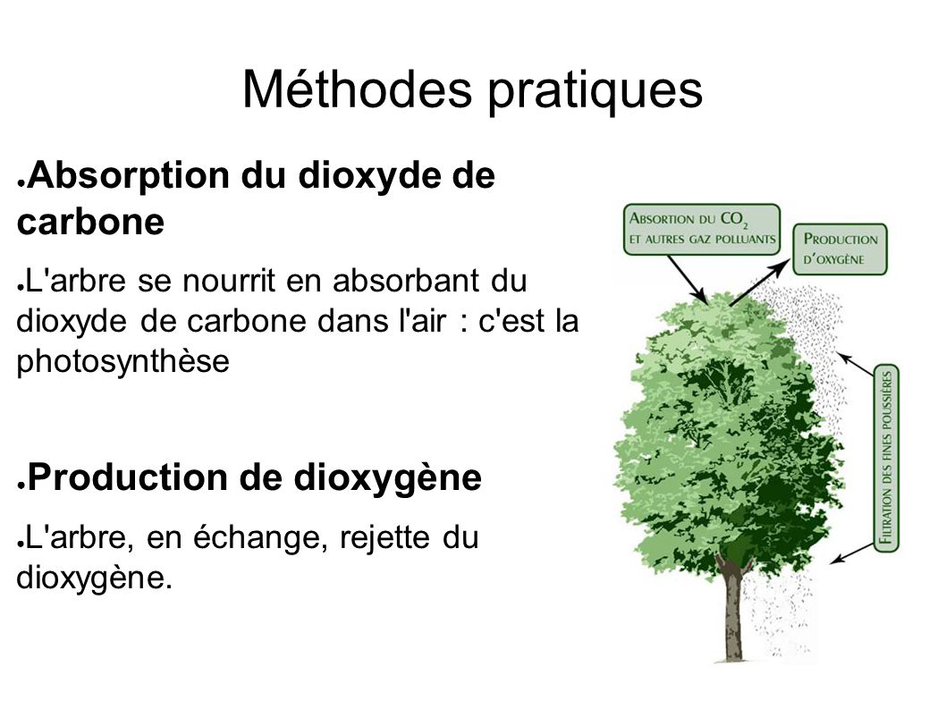 Méthodes pratiques ● Absorption du dioxyde de carbone ● L arbre se nourrit en absorbant du dioxyde de carbone dans l air : c est la photosynthèse ● Production de dioxygène ● L arbre, en échange, rejette du dioxygène.