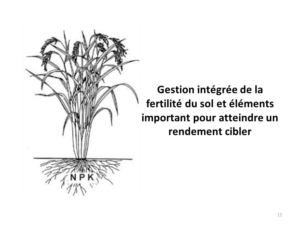 Gestion intégrée de la fertilité du sol et éléments important pour atteindre un rendement cibler 11