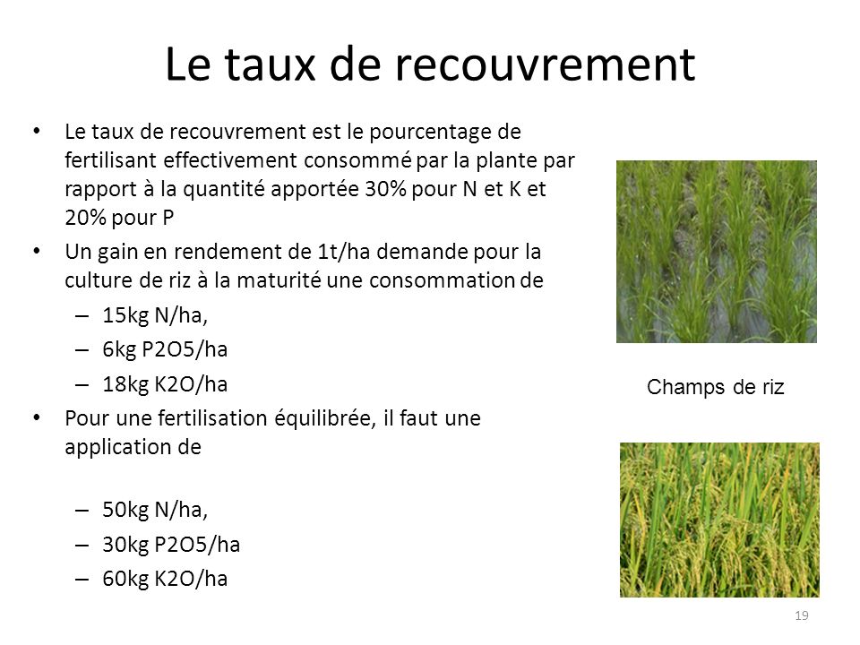 Le taux de recouvrement Le taux de recouvrement est le pourcentage de fertilisant effectivement consommé par la plante par rapport à la quantité apportée 30% pour N et K et 20% pour P Un gain en rendement de 1t/ha demande pour la culture de riz à la maturité une consommation de – 15kg N/ha, – 6kg P2O5/ha – 18kg K2O/ha Pour une fertilisation équilibrée, il faut une application de – 50kg N/ha, – 30kg P2O5/ha – 60kg K2O/ha 19 Champs de riz