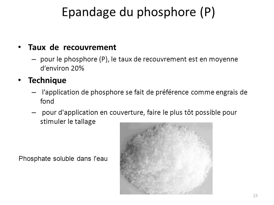 Taux de recouvrement – pour le phosphore (P), le taux de recouvrement est en moyenne d’environ 20% Technique – l’application de phosphore se fait de préférence comme engrais de fond – pour d application en couverture, faire le plus tôt possible pour stimuler le tallage Epandage du phosphore (P) 23 Phosphate soluble dans l eau
