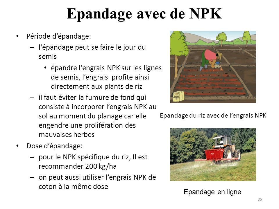 Epandage avec de NPK Période d’épandage: – l épandage peut se faire le jour du semis épandre l engrais NPK sur les lignes de semis, l’engrais profite ainsi directement aux plants de riz – il faut éviter la fumure de fond qui consiste à incorporer l’engrais NPK au sol au moment du planage car elle engendre une prolifération des mauvaises herbes Dose d’épandage: – pour le NPK spécifique du riz, Il est recommander 200 kg/ha – on peut aussi utiliser l’engrais NPK de coton à la même dose 28 Epandage du riz avec de l’engrais NPK Epandage en ligne