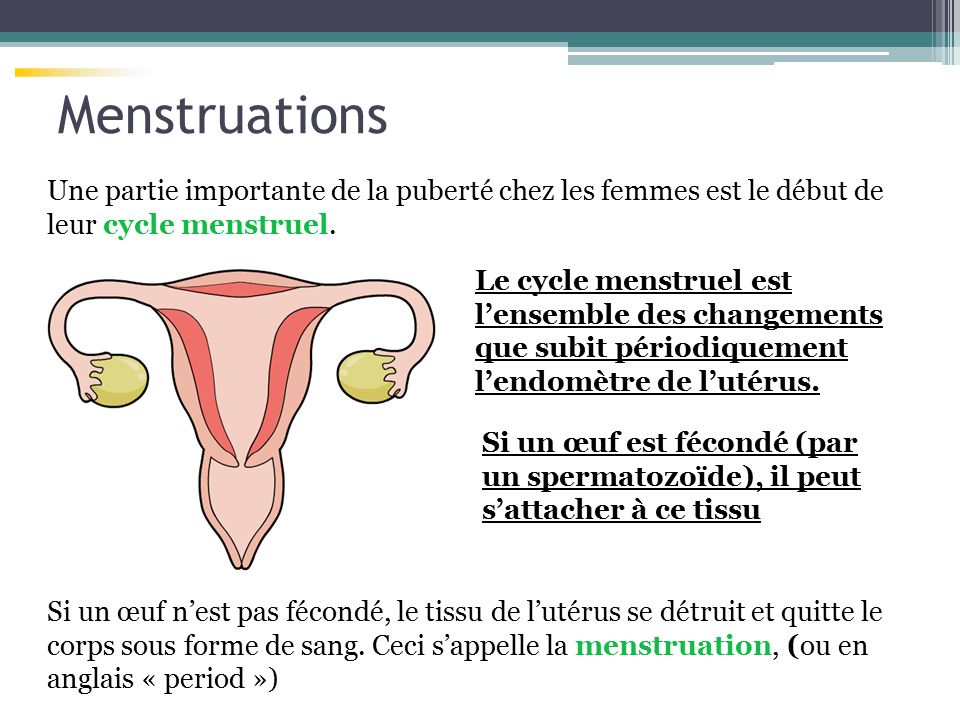 Menstruations Une partie importante de la puberté chez les femmes est le début de leur cycle menstruel.