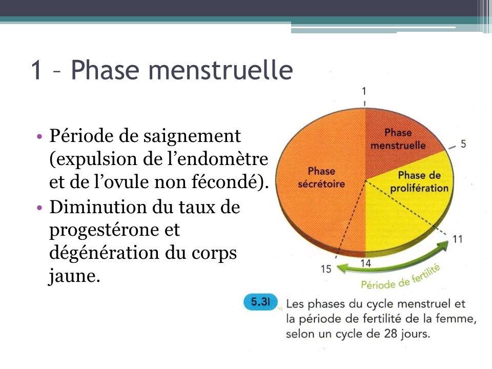1 – Phase menstruelle Période de saignement (expulsion de l’endomètre et de l’ovule non fécondé).
