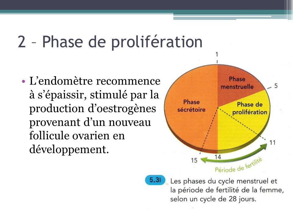 2 – Phase de prolifération L’endomètre recommence à s’épaissir, stimulé par la production d’oestrogènes provenant d’un nouveau follicule ovarien en développement.
